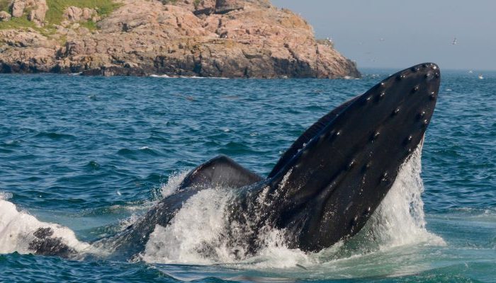 Ethereum bull run incoming? Whales accumulate billions worth of Ethereum